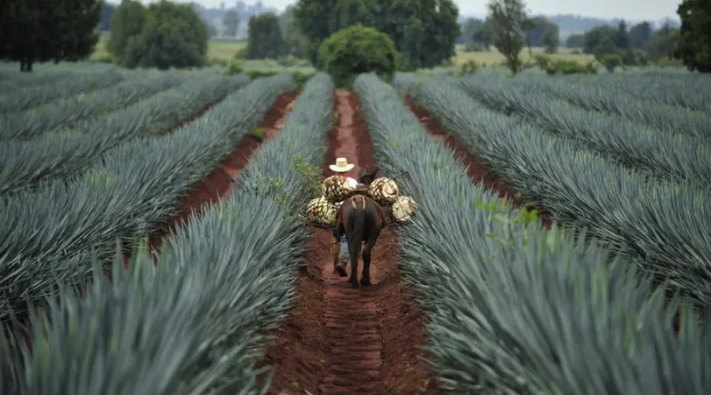Tequila, Mexico